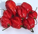 Eines der sch&auml;rfsten Chilis - Habanero Caribbean red - 10 Samen