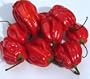 Eines der sch�rfsten Chilis - Habanero Caribbean red - 20 Samen