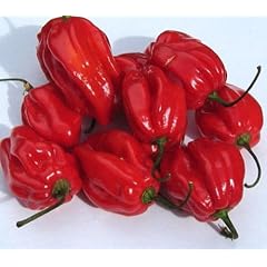 Eines der sch�rfsten Chilis - Habanero Caribbean red - 10 Samen