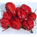 Eines der sch�rfsten Chilis - Habanero Caribbean red - 10 Samen