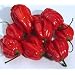 Eines der sch�rfsten Chilis - Habanero Caribbean red - 10 Samen
