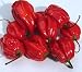 Eines der schärfsten Chilis - Habanero Caribbean red - 10 Samen