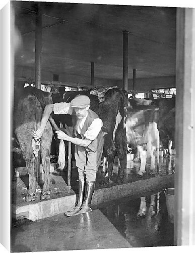 Canvas Prints of Dairy Farm from Country Life 
