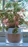 Review Harrod Horticultural  / Medium Wet Pots