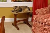 Mr. Herzhers Single Cat Seat Cat Furniture - Early American