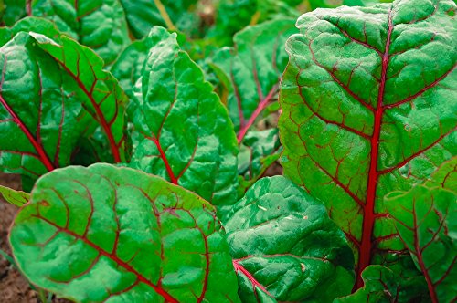 Certified Organic Ruby Red Chard Seeds (~125): Non-GMO, Open-Pollinated, Heirloom Seed Packet