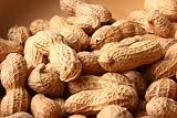 Erdnuß (Arachis hypogaea) 8 Korn