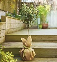 Single Olive Tree