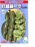 緑打越一寸  サカタのタネのそら豆種です