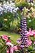Bright Seasonal Garden - 24