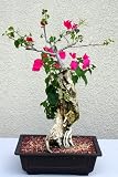 LOUSBONSAINURSRY BOUGAINVILLEA SPECIMEN BONSAI TREE