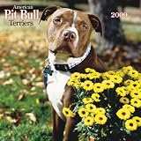 American Pit Bull Terriers 2009 Square Wall Calendar