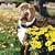 American Pit Bull Terriers 2009 Square Wall Calendar
