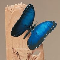 Elegant Aliforms Blue Morpho - (Morpho Hyacinghus), Animated Blue Morpho Butterfly with moving wings