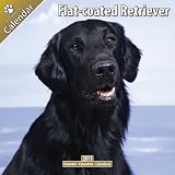 Kalender 2011 Flat Coated Retriever