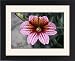 Framed Prints of Painted tongue (Salpiglossis sinuata) from Science Photo Library