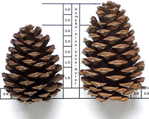 24 HomeRV 3 to 4 Inch Tall Shatterproof Ponderosa Pine Cone for Christmas Season Ornaments