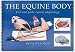 The Equine Body