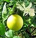 Hirt's Meyer Lemon Tree - Potted - Fruiting Size - 8" Pot - Father's Day Gift