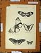 Antique Print C1800-1870 Butterflies Emperor Amazon