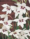 Gladiolus murielae 'Callianthus' - Peacock Orchid