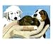 Three Little Puppies Animals Poster Print by Mareen Haschke, 10x8