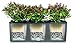 Lechuza 15000 Trio Cottage 30 Self-Watering Garden Planter for Indoor and Outdoor Use, White Wicker, 3 @ 10
