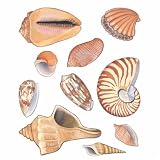 Seashells II Dry Rub Transfers
