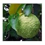Osage Orange-Monkey Balls-Horse Apple 6 Seeds - Tree