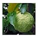 Osage Orange-Monkey Balls-Horse Apple 6 Seeds - Tree