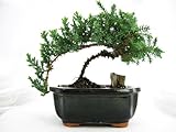 9GreenBox - Japaness Juniper Bonsai Tree w/ Bonsai FERTILIZER