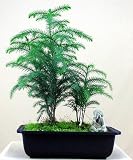 Norfolk Island Pine Grove Bonsai with Chinese Mudman
