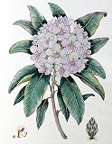 Hand-Colored Etching Hortensia by Dan Mitra open edition