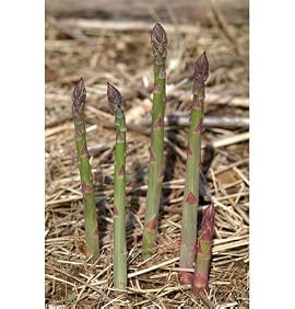 David's Hybrid Asparagus Jersey Knight 25 Seeds per Packet