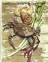 Foods of the World: American Cooking: Creole and Acadian (Time-Life Foods of the World)