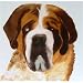 25 Pack Saint Bernard Note Cards by Dick Larsen