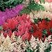Astilbe Bunter - 1000 Seeds Astilbe Bunter - 1000 Seeds