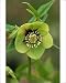 Photographic Prints of HELLEBORUS orientalis ?Varieties section?- close-up of flower, Feb from Ardea Wildlife Pets