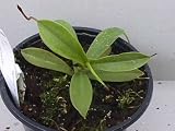 Eigenschaften   / Nepenthes densiflora