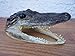 Genuine Alligator Head Real Gator Head & Teeth Taxidermy from Swamp - Wild Gator Heads -