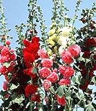 Fordhook Giant Hollyhock Mix 50 Seeds - Alcea - Perennial