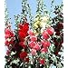 Fordhook Giant Hollyhock Mix 50 Seeds -Alcea-Perennial