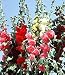 Fordhook Giant Hollyhock Mix 50 Seeds