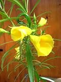 Eigenschaften fesaja-versand  / Tropischer Oleander, Schellenbaum, Lucky Nut / Thevetia peruviana (Saatgut, Samen)