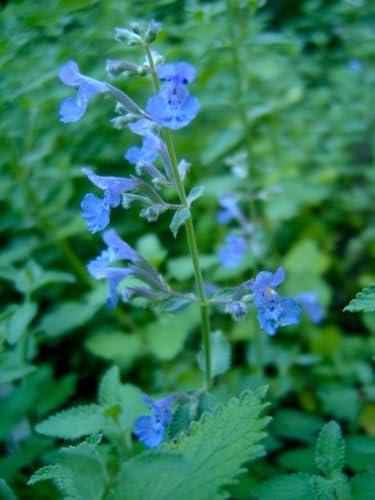 Walkers Low Catnip (Nepeta 'Walker's Low') by GARDENSOYVEY