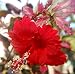 Snow Queen Hibiscus Plant - 4" POT - Indoors or Out