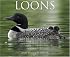 Loons 2008 Calendar