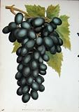 1885 Gardening Madresfield Court Grape Fruit Nature