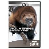 Nature: Wolverine: Chasing the Phantom