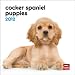 Cocker Spaniel Puppies 2012 7X7 Mini Wall Calendar by BrownTrout Publishers Inc